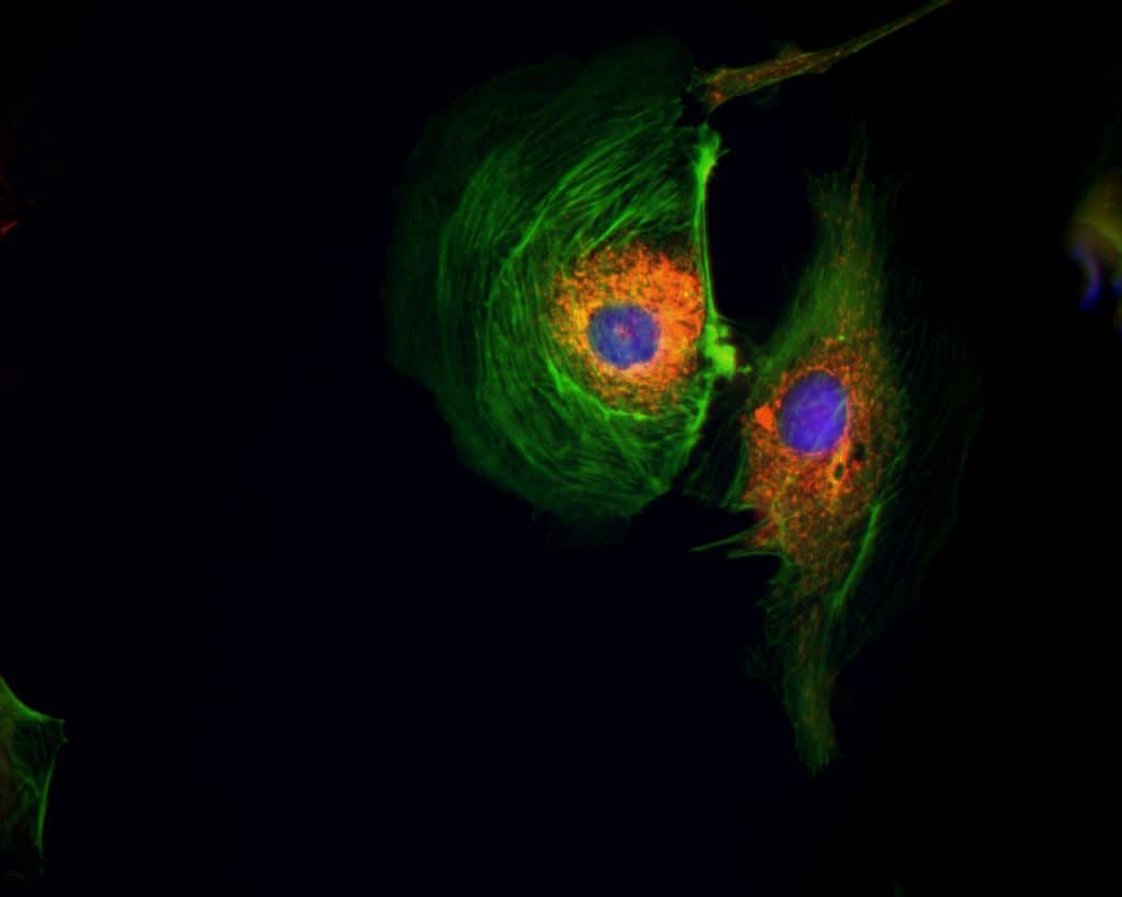 5_FL_BPAE_FluoCell-1-B-60X-RGB_cell-imager