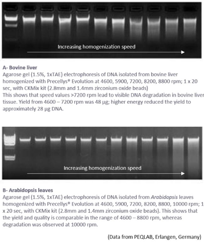 Figure 2: Effet de l'augmentation de la vitesse d'homogénéisation sur la qualité des extractions d'ADN à l'aide de la technologie d'homogénéisation par battement de billes Precellys.