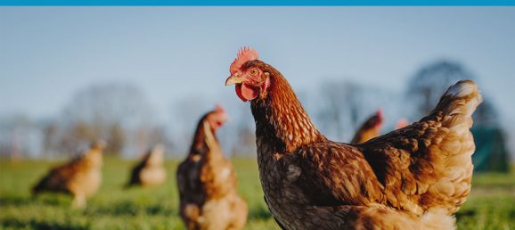 A new approach to avian influenza biosecurity: Clamping down on transmission Bertin Technologies 43768