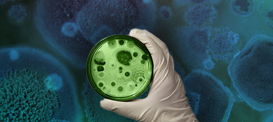 Mold Detection: Coriolis+ vs Coriolis Compact