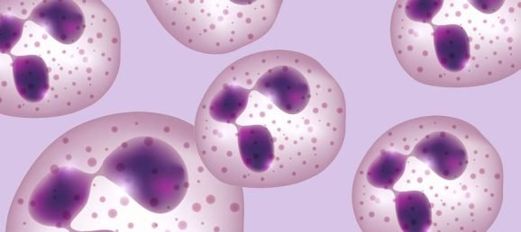 neutrephils & lactoferine