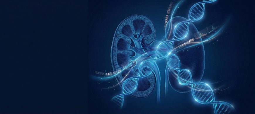 RNA Isolation from Normal and Cystic Kidneys — Yale University Validates a Workflow with Precellys Evolution Touch Bertin Technologies 93444