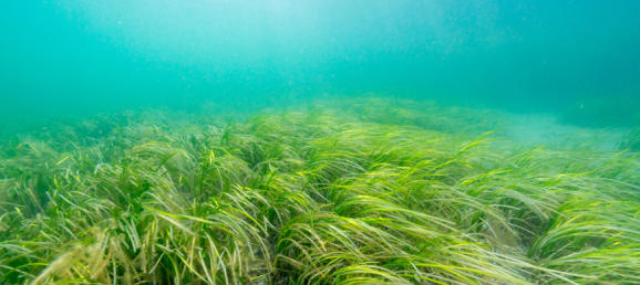 Improving Seagrass Grinding for Nutrient Analysis using the Precellys Evolution Touch Bertin Technologies 95534