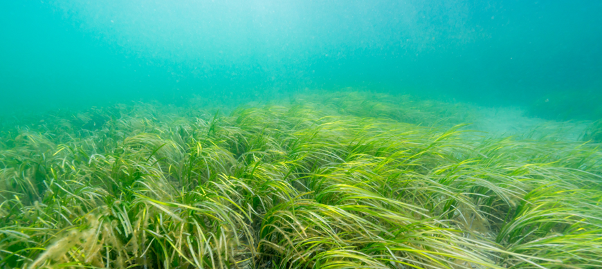 Improving Seagrass Grinding for Nutrient Analysis using the Precellys 24 Touch Bertin Technologies 95534