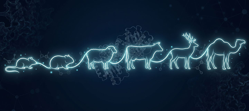 Anti-PrP Antibodies: One Protein, Ten Species, Five Mammalian Orders Bertin Technologies 98926